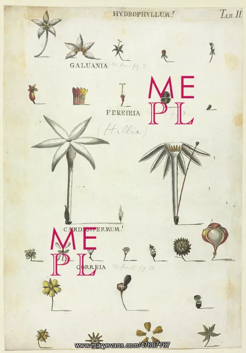 : Hydrophyllum, Galuania, Fereiria, Cardiospermum, Correia : Hydrophyllum, Galuania, Fereiria, Cardiospermum, Correia