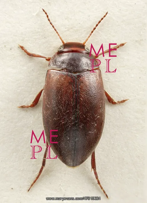 : Hydroporus rufifrons, diving beetle : Hydroporus rufifrons, diving beetle