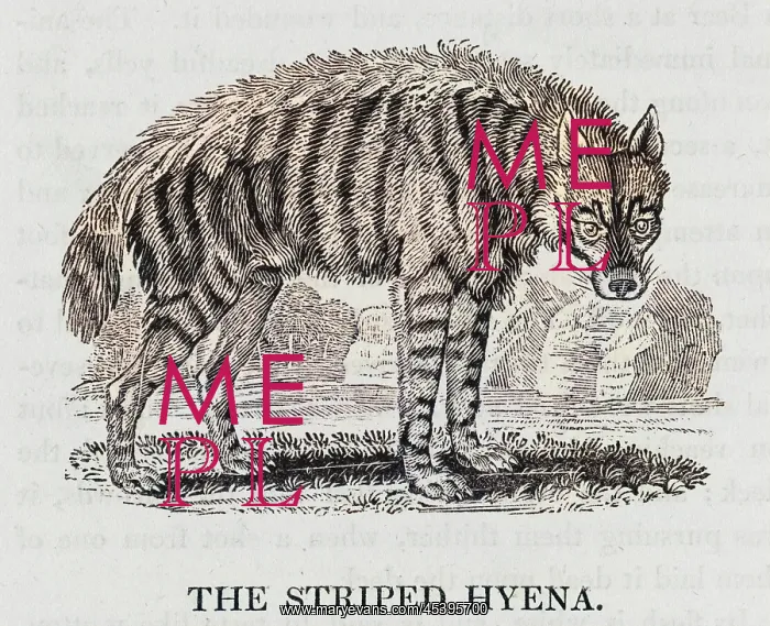 : HYENA (BEWICK) : HYENA (BEWICK)