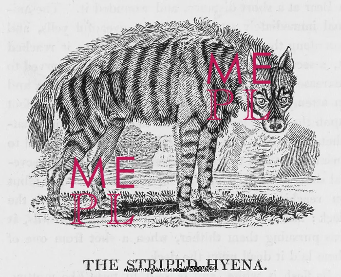 : HYENA (BEWICK) : HYENA (BEWICK)