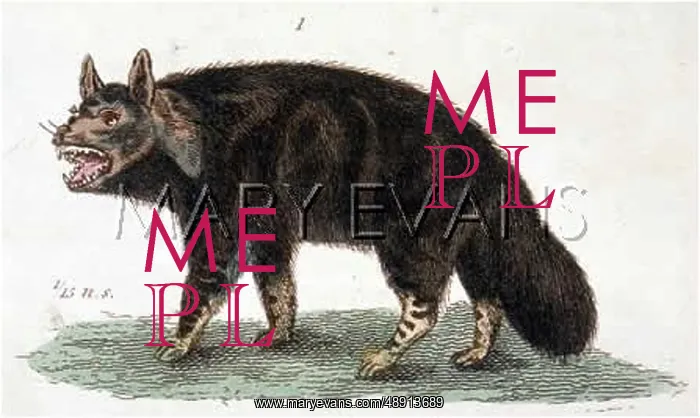  : HYENA  /  BROWN C1810