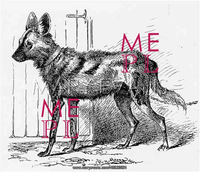  : HYENA-DOG HYBRID