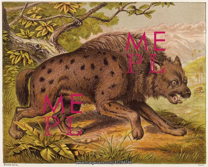 : HYENA (KRONHEIM) : HYENA (KRONHEIM)