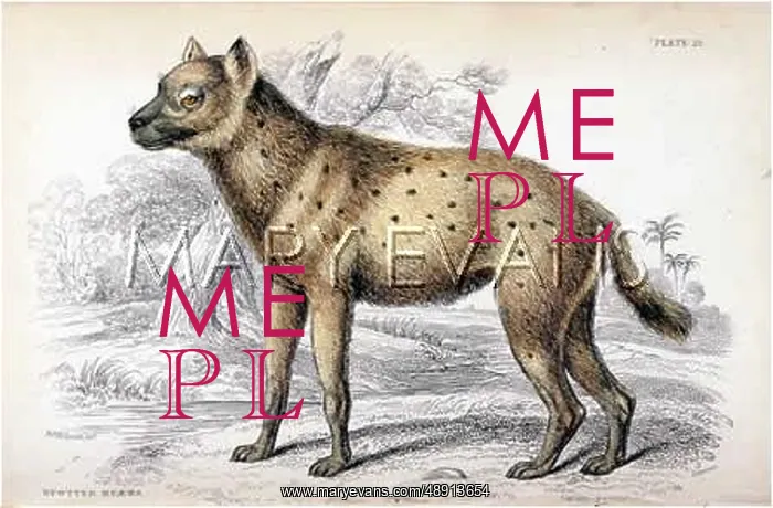  : HYENA  /  SPOTTED 1840