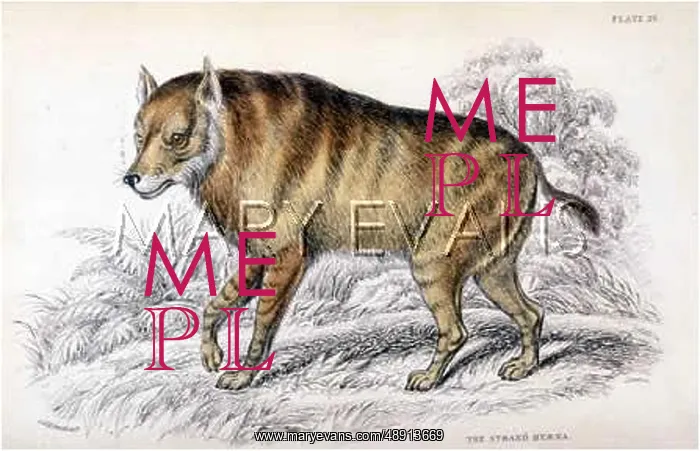  : HYENA  /  STRAND 1840