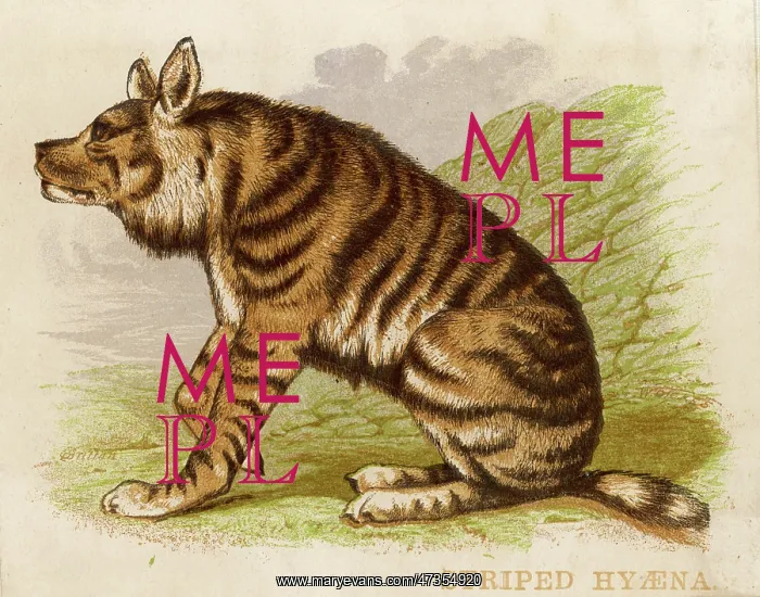  : Hyena - Striped - 1880s