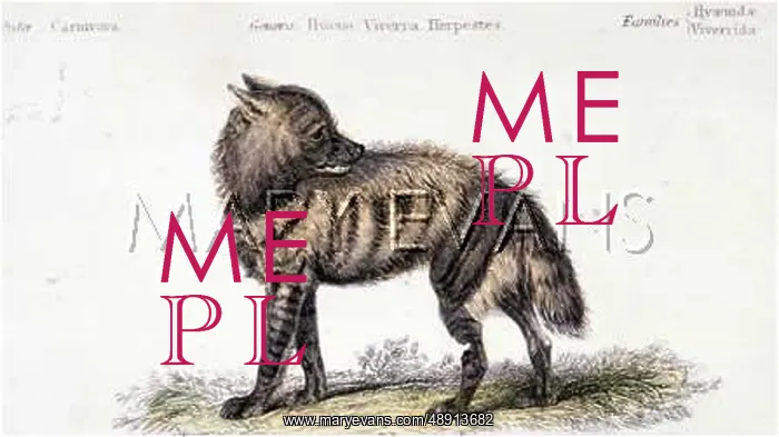  : HYENA  /  VIVERRA 19C
