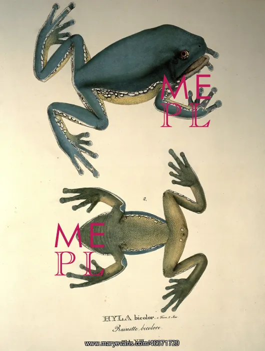 : hyla bicolor : hyla bicolor