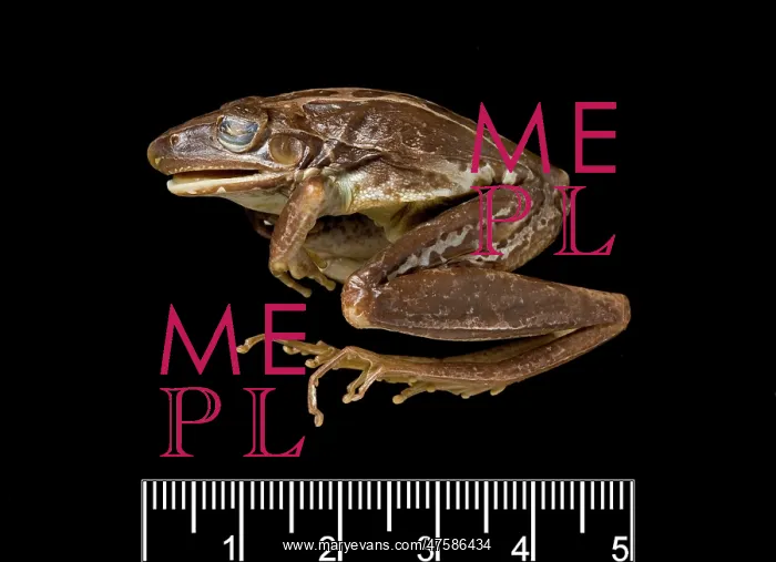 : Hyla nasuta, rocket frog : Hyla nasuta, rocket frog