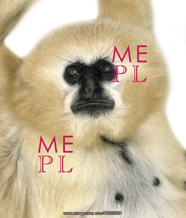 : Hylobates concolor, crested gibbon : Hylobates concolor, crested gibbon