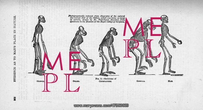  : Hylobates sp. Pongo pygmaeus, Pan troglodytes, Gorilla gori