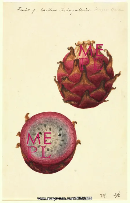 : Hylocereus triangularis, pitahaya fruit : Hylocereus triangularis, pitahaya fruit