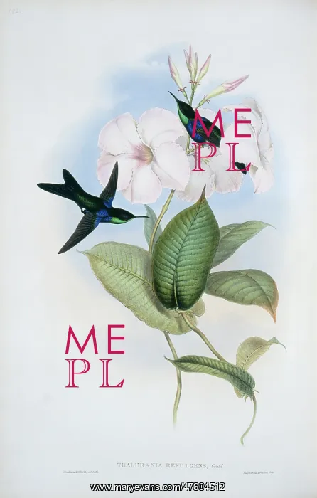 : Hylonympha macrocerca, scissor-tailed hummingbird : Hylonympha macrocerca, scissor-tailed hummingbird