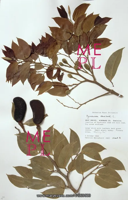 : Hymenaea courbaril, jatoba tree : Hymenaea courbaril, jatoba tree