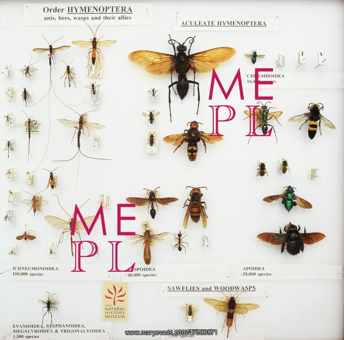 : Hymenoptera specimens : Hymenoptera specimens