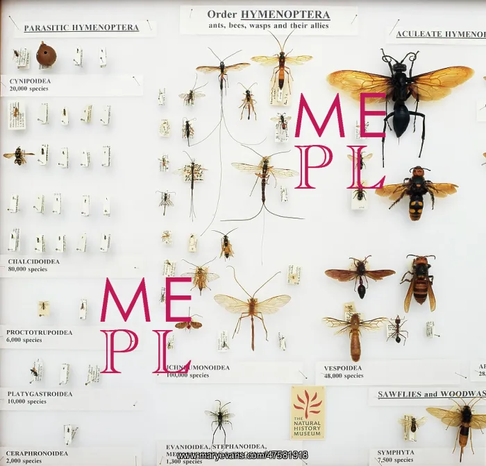 : Hymenoptera specimens : Hymenoptera specimens