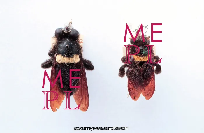 : Hyperechia nigripennis, robber fly : Hyperechia nigripennis, robber fly