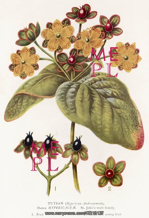  : HYPERICUM ANDROSAEMUM