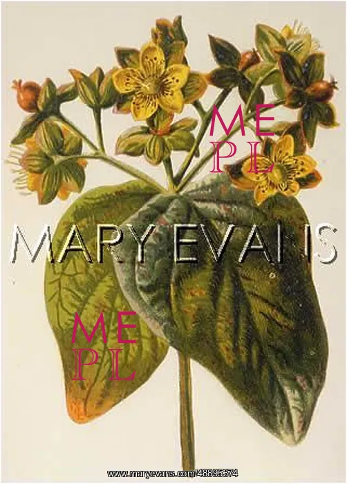  : HYPERICUM ANDROSAEMUM