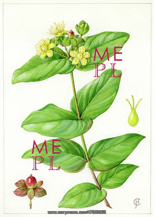 : Hypericum Androsaemum - Tutsan : Hypericum Androsaemum - Tutsan