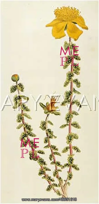  : HYPERICUM BALEARICUM