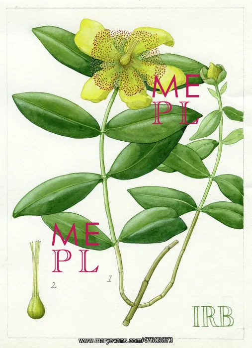 : Hypericum Calycinum - Aaron's beard : Hypericum Calycinum - Aaron's beard