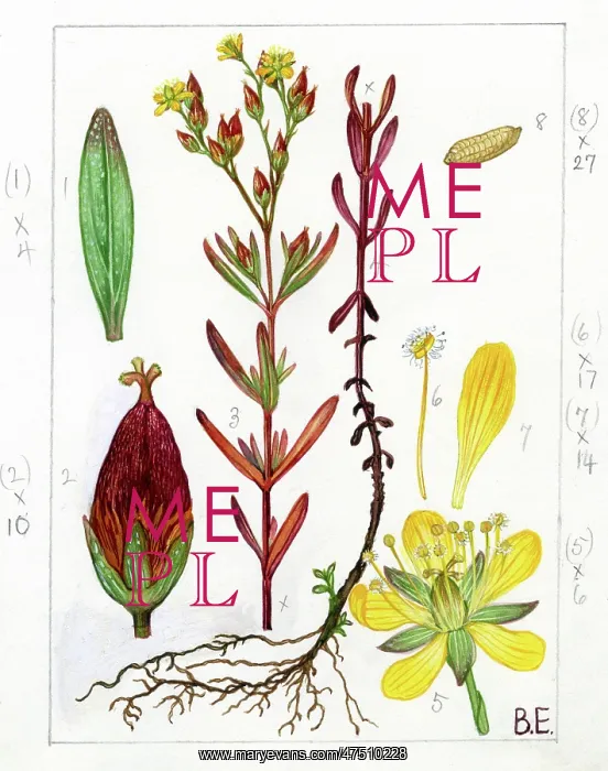 : Hypericum - Canadian St. Johns-wort : Hypericum - Canadian St. Johns-wort