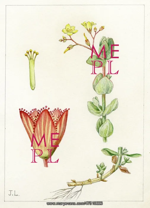  : Hypericum Elodes - marsh St John's-wort