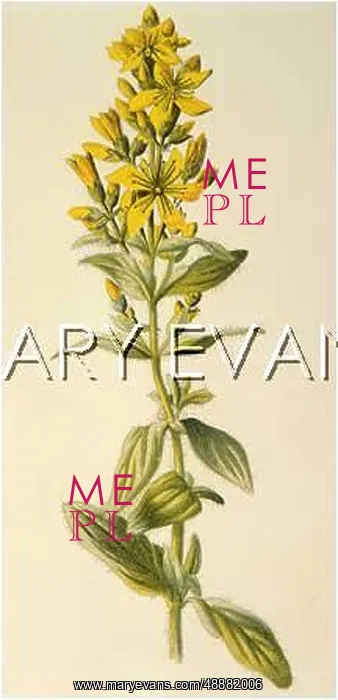  : HYPERICUM HIRSUTUM