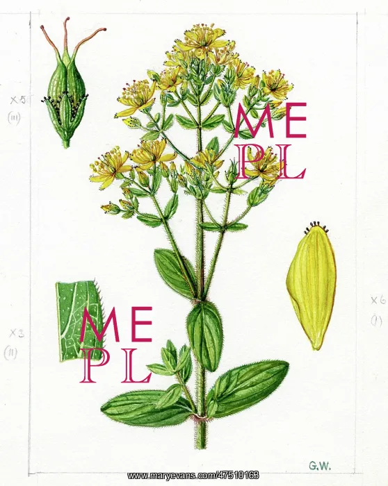 : Hypericum hirsutum - hairy St John's-wort : Hypericum hirsutum - hairy St John's-wort