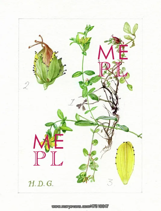 : Hypericum humifusum - trailing St John's-wort : Hypericum humifusum - trailing St John's-wort