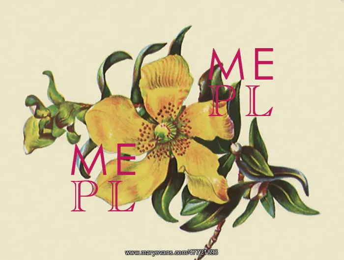 : Hypericum Lanceolatum : Hypericum Lanceolatum