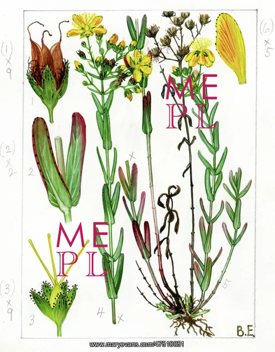 : Hypericum linarifolium - St John's wort : Hypericum linarifolium - St John's wort