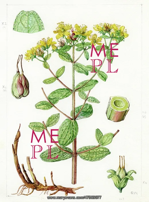 : Hypericum maculatum - spotted St. Johnswort : Hypericum maculatum - spotted St. Johnswort