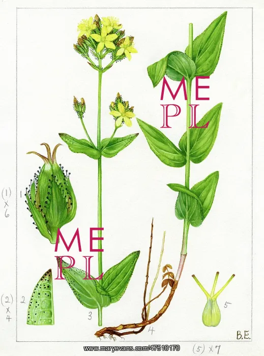 : Hypericum montanum - pale St. John's wort : Hypericum montanum - pale St. John's wort