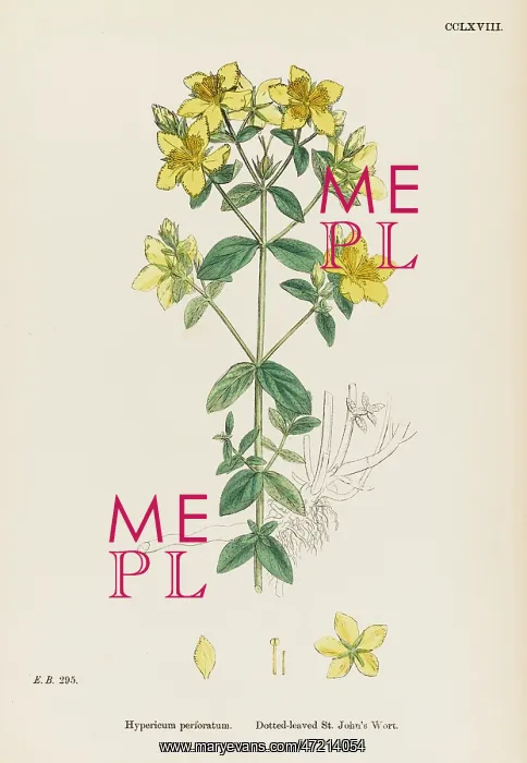  : HYPERICUM PERFORATUM