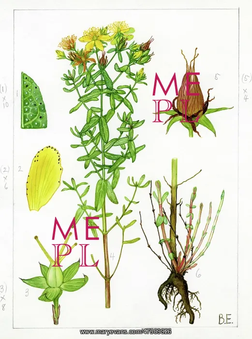 : Hypericum perforatum - St John's-wort : Hypericum perforatum - St John's-wort