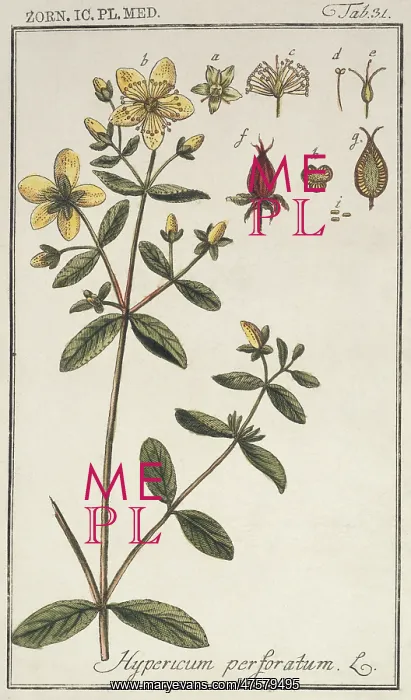 : Hypericum perforatum, St. John's wort : Hypericum perforatum, St. John's wort