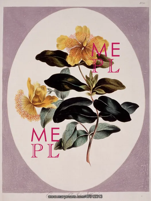 : Hypericum perforatum, St. Johnswort : Hypericum perforatum, St. Johnswort