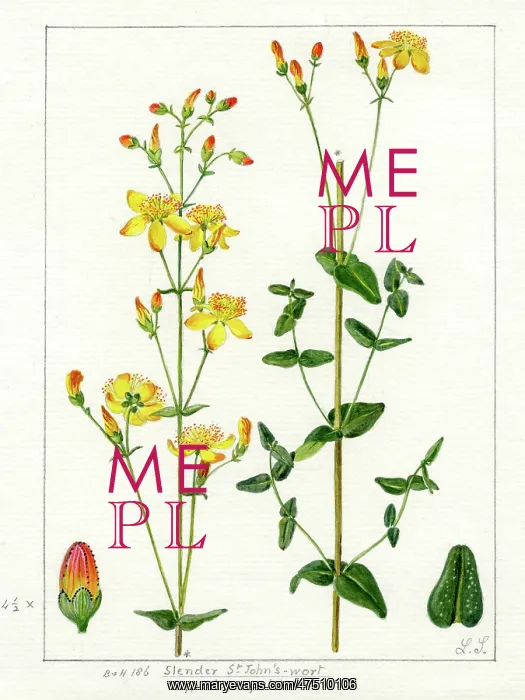 : Hypericum Pulchrum - slender St John's-wort : Hypericum Pulchrum - slender St John's-wort