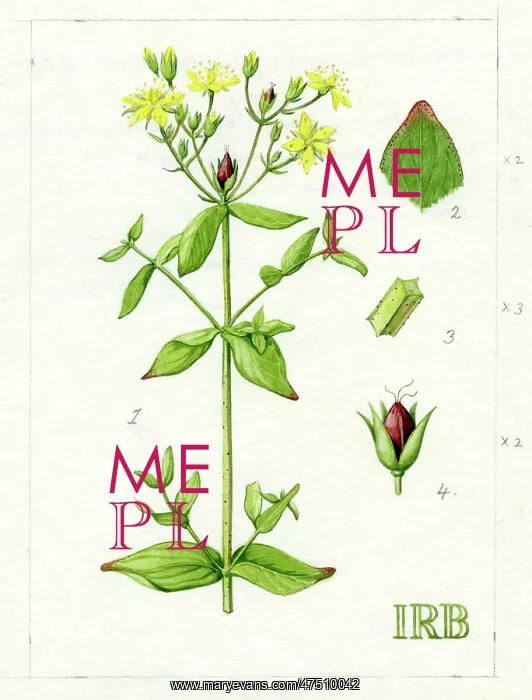 : Hypericum tetrapterum - St. Peter's wort : Hypericum tetrapterum - St. Peter's wort