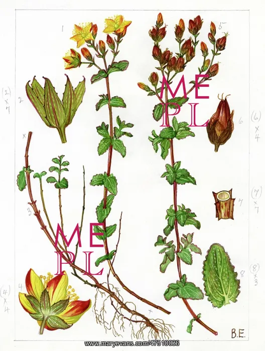 : Hypericum undulatum - wavy St Johns Wort : Hypericum undulatum - wavy St Johns Wort