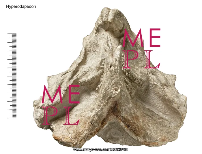 : Hyperodapedon : Hyperodapedon