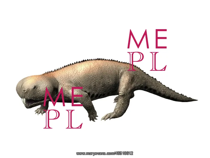: Hyperodapedon is a rhynchosaur from the Late Triassic : Hyperodapedon is a rhynchosaur from the Late Triassic
