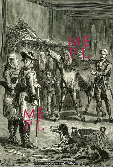 : HYPNOTISING A HORSE : HYPNOTISING A HORSE