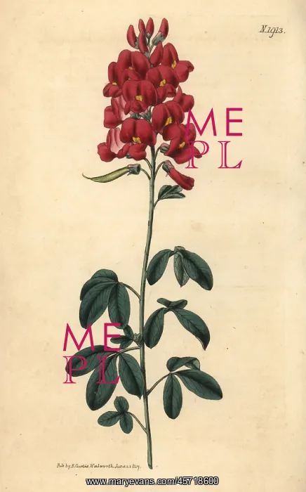 : Hypocalyptus coluteoides : Hypocalyptus coluteoides