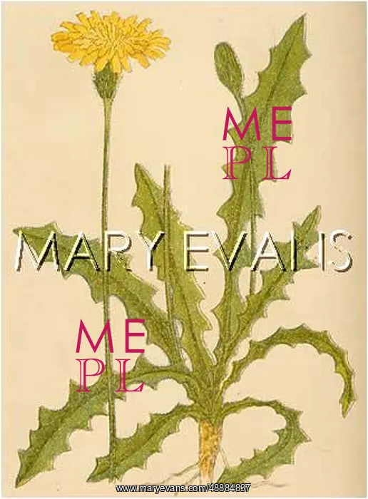  : HYPOCHAERIS RADICATA