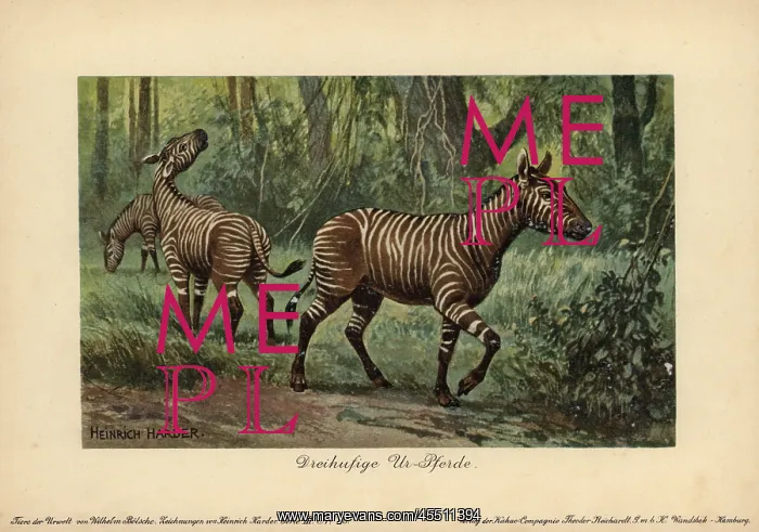  : Hypohippus, extinct genus of three-toed horse