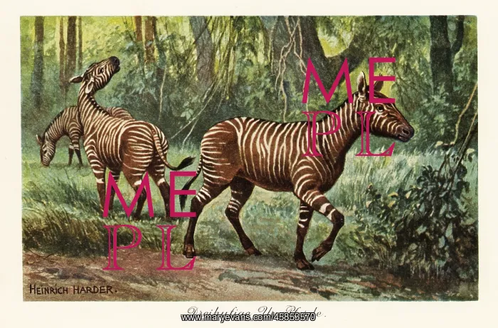 : Hypohippus, extinct genus of three-toed horse, Miocene : Hypohippus, extinct genus of three-toed horse, Miocene