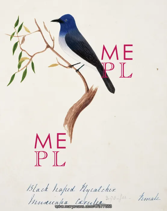 : Hypothymis azurea, black-naped monarch : Hypothymis azurea, black-naped monarch